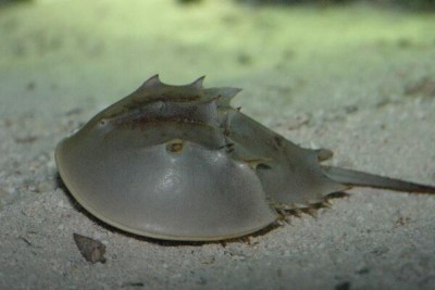 Мечехвост (Merostomata sp.)