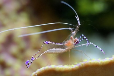 Креветка анемоновая Венера (Anclyomenes venustus)