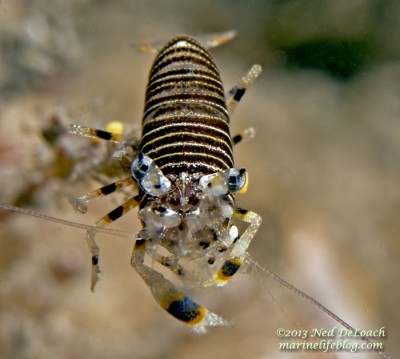 Креветка-пчела (Gnathophyllum americanum)
