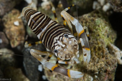 Креветка-пчела (Gnathophyllum americanum)
