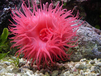 Актиния конская (клубничная) (Actinia equina)