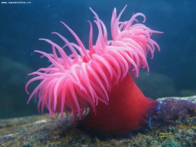 Актиния конская (клубничная) (Actinia equina)