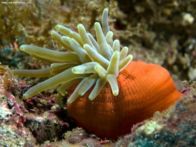 Актиния кондилактис гигантский (Condylactis gigantea)
