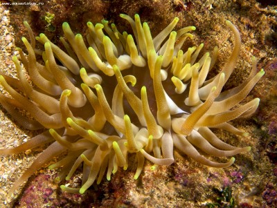Актиния кондилактис гигантский (Condylactis gigantea)
