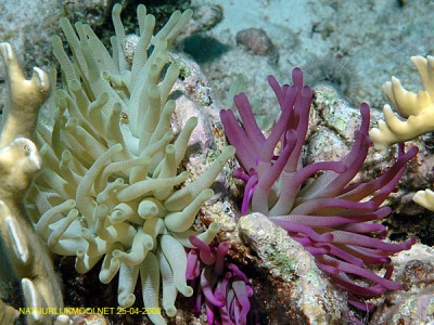 Актиния кондилактис гигантский (Condylactis gigantea)