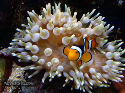 Актиния пузырчатая (Entacmaea quadricolor)