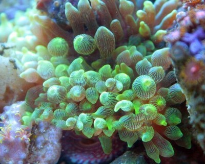 Актиния пузырчатая (Entacmaea quadricolor)