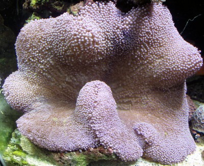 Актиния ковровая гигантская (Stichodactyla gigantea)