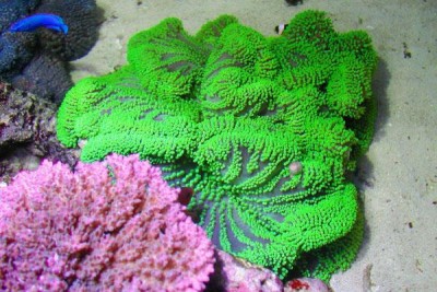 Актиния ковровая гигантская (Stichodactyla gigantea)
