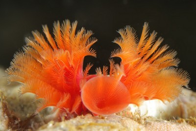 Веерный червь Серпула (Serpula columbiana)
