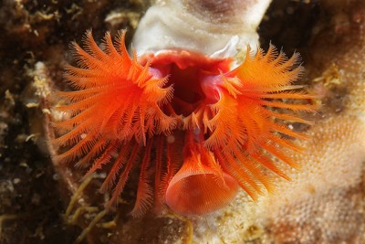 Веерный червь Серпула (Serpula columbiana)