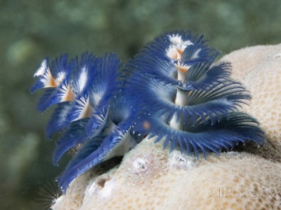 Веерный червь Спиробранхус (Spirobranchus sp.)