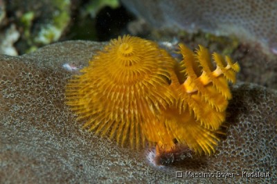 Веерный червь Спиробранхус (Spirobranchus sp.)