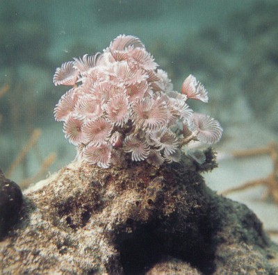 Веерный червь Биспира (Bispira sp.)