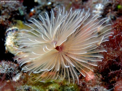 Веерный червь Биспира (Bispira sp.)
