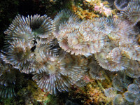 Веерный червь Биспира (Bispira sp.)
