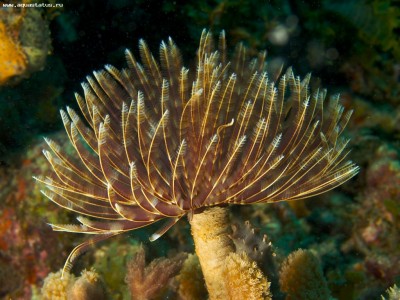 Веерный червь Сабеластарта магнифика (Sabellastarte magnifica)