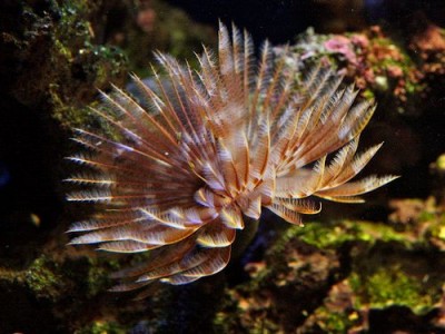 Веерный червь Сабеластарта магнифика (Sabellastarte magnifica)