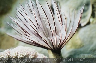 Веерный червь Сабеластарта красная/белая (Sabellastarte sp.)