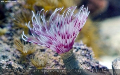 Веерный червь Сабеластарта красная/белая (Sabellastarte sp.)