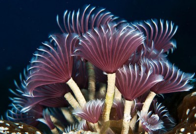 Веерный червь Сабеластарта индийская (Sabellastarte spectabilis)