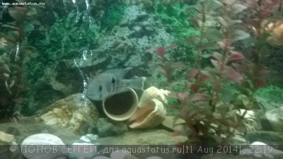 Астронотусы