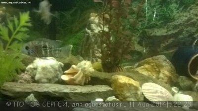 Астронотусы