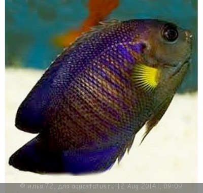 Центропиг желтоплавничный (Centropyge flavipectoralis)