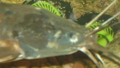 кларий болеет
