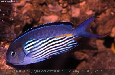 Фото Ангел лирохвостый Ватанбе Genicanthus watanabei  (photo#58311)
