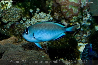 Фото Ангел лирохвостый Ватанбе Genicanthus watanabei  (photo#58312)