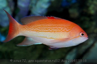 Фото Антиас лузонский Pseudanthias luzonensis  (photo#58371)