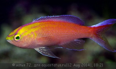 Фото Псевдоантиас солнечный Pseudanthias parvirostris  (photo#58372)