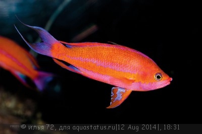 Фото Псевдоантиас Рандали Pseudanthias randalli  (photo#58375)