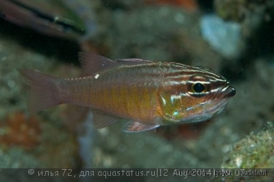 Фото Апогон полосатобрюхий Apogon ventrifasciatus  (photo#58388)