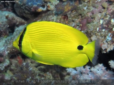 Фото Бабочка андаманская Chaetodon andamanensis  (photo#58415)