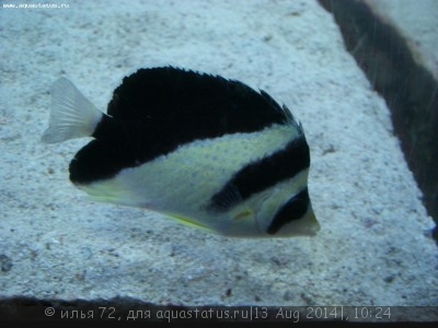 Фото Бабочка Бургесса Chaetodon burgessi  (photo#58419)