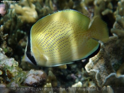 Фото Бабочка лимонная Chaetodon citrinellus  (photo#58421)
