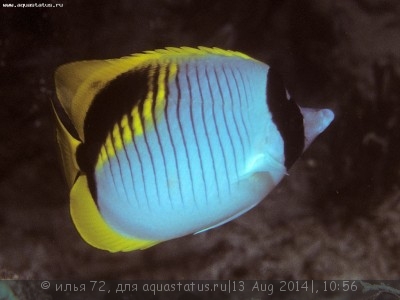 Фото Бабочка молочная линейная Chaetodon lineolatus  (photo#58432)