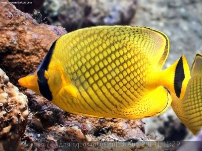 Бабочка Раффла (Chaetodon rafflesi)