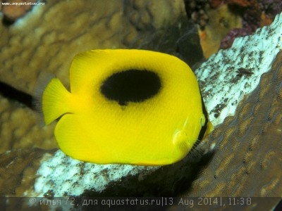 Фото Бабочка овальнопятнистая спекулум Chaetodon speculum  (photo#58444)