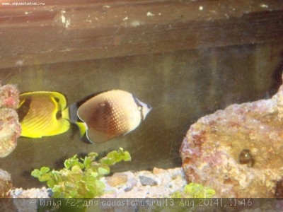 Фото Бабочка тичроуз Chaetodon trichrous  (photo#58447)