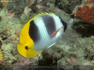Фото Бабочка двупятнистая Chaetodon ulietensis  (photo#58449)