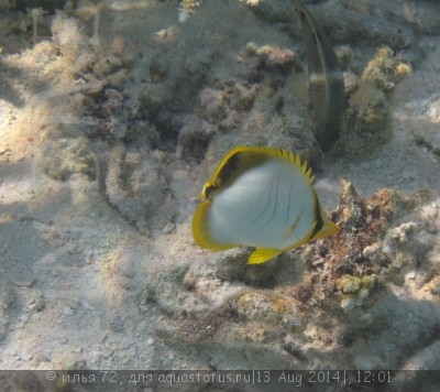 Фото Бабочка желтоголовая ксантоцефалус Chaetodon xanthocephalus  (photo#58452)