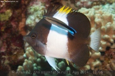 Фото Гемитаурихт трехцветный щетинкозубый Hemitaurichthys zoster  (photo#58458)