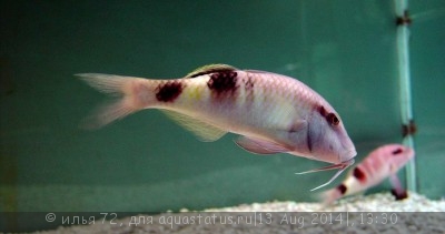 Фото Барабуля двуцветная Parupeneus barberinoides  (photo#58468)