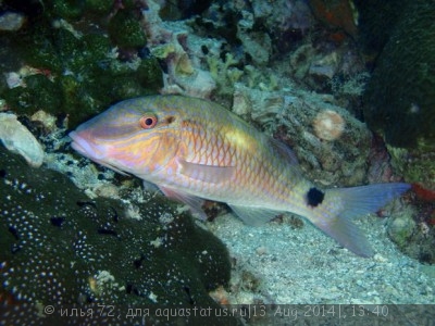 Фото Барабуля индийская Parupeneus indicus  (photo#58471)