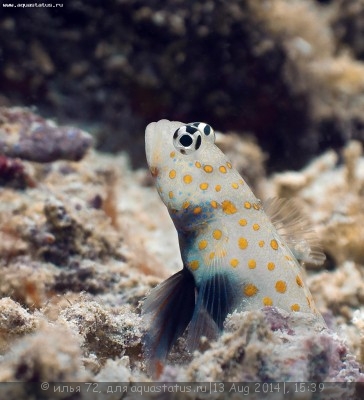 Фото Бычок креветочный пятнистый Amblyeleotris guttata  (photo#58476)