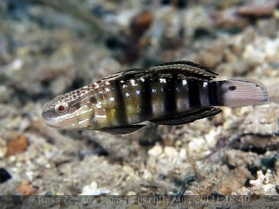 Фото Бычок-амблигобиус семицинктус Amblygobius semicinctus  (photo#58487)