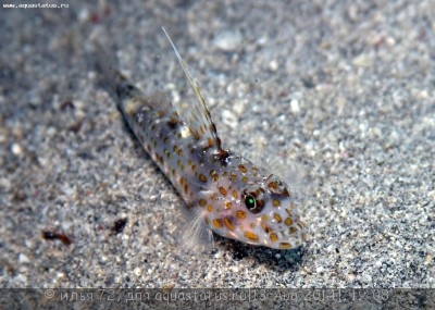 Фото Бычок-креветка тангароа Ctenogobiops tangaroai  (photo#58493)